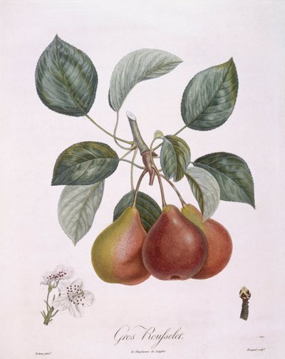 Birne "Gros Rousselet" von Pierre Antoine (after) Poiteau