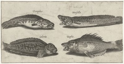 Gabeldorsch, Zackenbarsch, gehörnte Schleimfisch und ein schwarzer Fisch von Pierre Firens
