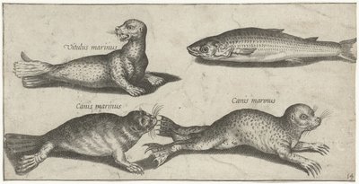 Zwei Robben, ein Seelöwe und ein Meeräschen von Pierre Firens