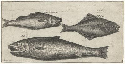 Seebarsch, Zunge und ein Lachs von Pierre Firens
