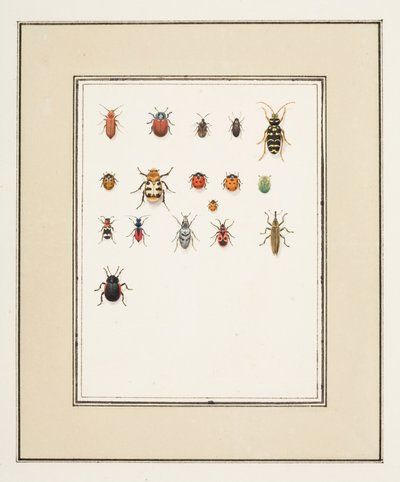 Käfer, ca. 1755-65 von Pierre Francois Ledoulx