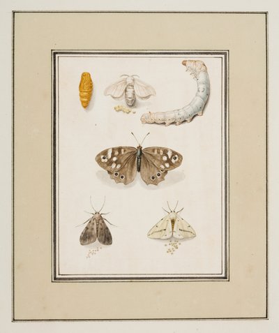 Schmetterlinge, Motten und Raupen, ca. 1755-65 von Pierre Francois Ledoulx