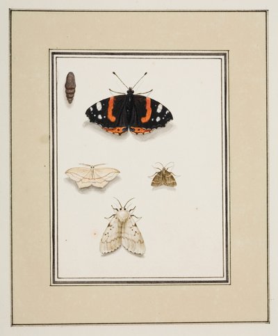 Schmetterlinge, ca. 1755-65 von Pierre Francois Ledoulx