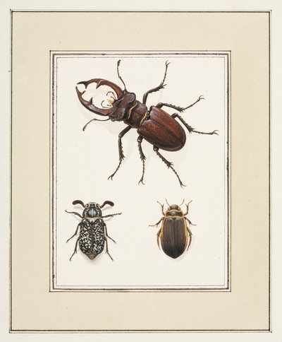 Hirschkäfer und Gelbrandkäfer, ca. 1755-65 von Pierre Francois Ledoulx