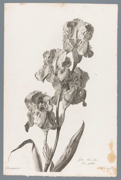 Dalmatinische Iris von Pierre François Legrand