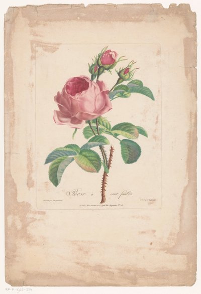 Hundertblättrige Rose von Pierre François Legrand