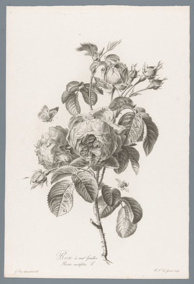 Hundertblättrige Rose von Pierre François Legrand