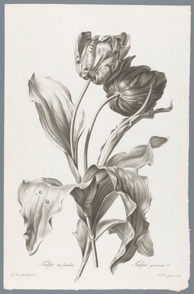 Tulpe von Pierre François Legrand