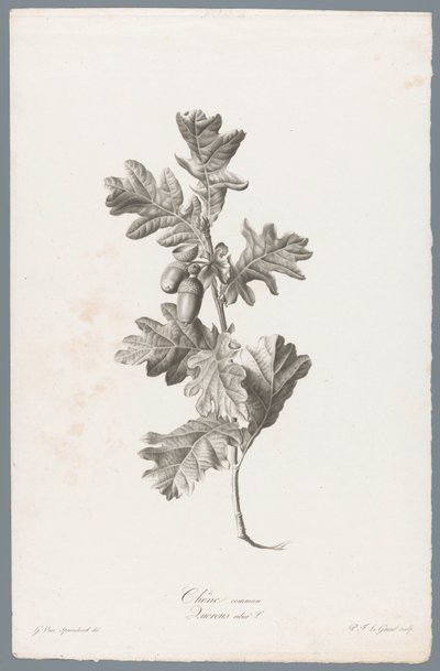 Stieleiche von Pierre François Legrand