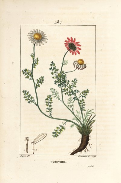 Afrikanisches Pyrethrum, Anthemis pyrethrum (Anacyclus pyrethrum) mit Blüten, Blatt, Stängel und Wurzeln. Handkolorierter Kupferstich von Lambert Junior nach einer Zeichnung von Pierre Jean-Francois Turpin aus Chaumeton, Poiret und Chamberet