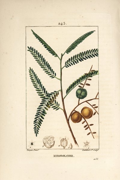 Amla von Pierre Jean Francois Turpin