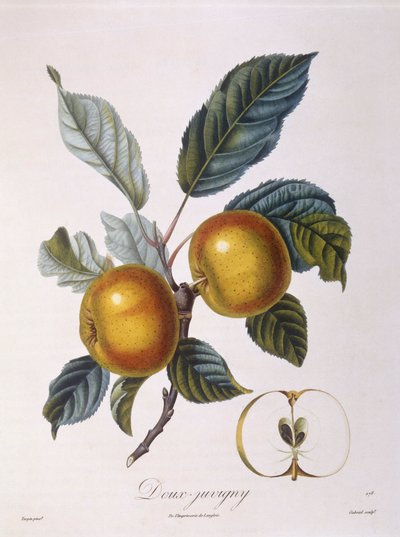 Apfel "Doux-Juvigny", botanische Tafel von Pierre Jean Francois Turpin von Pierre Jean Francois Turpin