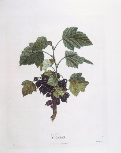Schwarze Johannisbeere (Ribes nigrum) oder Cassis Noir de Bourgogne, botanische Tafel von Pierre Jean Francois Turpin von Pierre Jean Francois Turpin