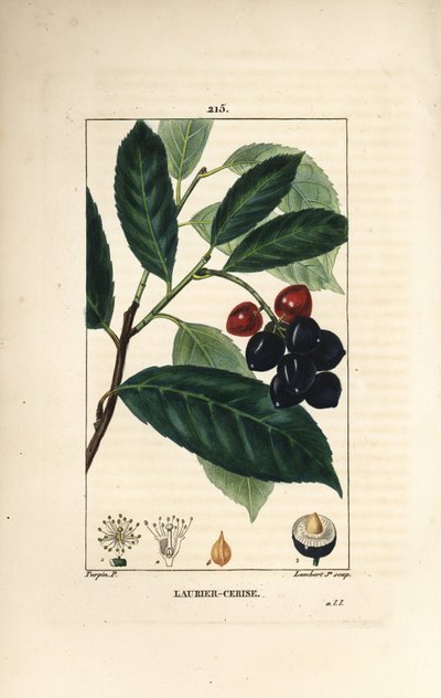 Kirschlorbeer - Kirschlorbeer, Prunus laurocerasus, mit Blatt, Frucht und Samen von Pierre Jean Francois Turpin