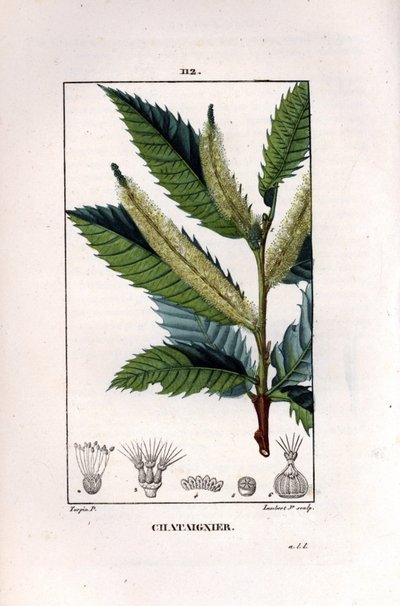 Kastanienzweig - Edelkastanie, Castanea sylvestris von Pierre Jean Francois Turpin