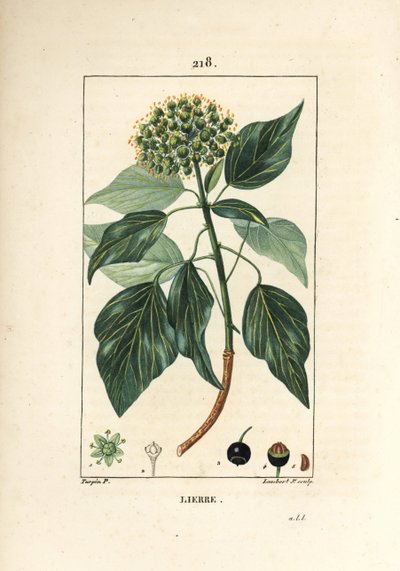 Kletterefeu - Gemeiner Efeu, Hedera helix von Pierre Jean Francois Turpin