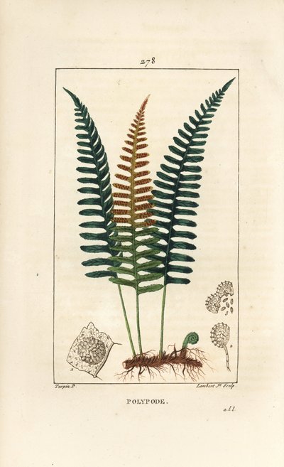 Gemeiner Tüpfelfarn, Polypodium vulgare, mit Blatt, Samen und Wurzel. Handkolorierter Kupferstich von Lambert Junior nach einer Zeichnung von Pierre Jean-Francois Turpin aus Chaumeton, Poiret und Chamberet
