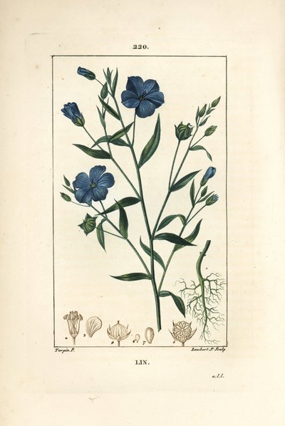Flachs - Leinsamen, Linum sativum. Handkolorierte Punktkupferstich von Lambert Junior nach einer Zeichnung von Pierre Jean-Francois Turpin aus Chaumeton, Poiret und Chamberet