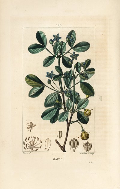 Gaiac oder heiliges Holz, Holz des Lebens - Guaiacum, Guajacum officinale von Pierre Jean Francois Turpin