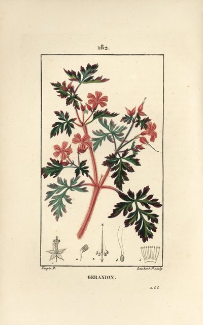 Storchschnabelkraut Robert - Ruprechtskraut, Geranium robertianum von Pierre Jean Francois Turpin