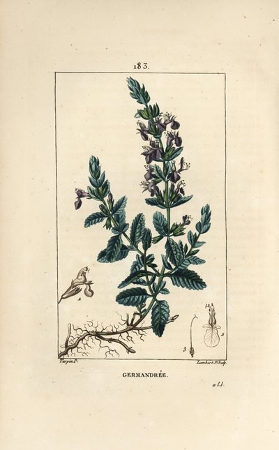Edel-Gamander von Pierre Jean Francois Turpin