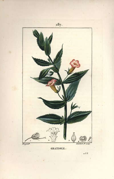 Gratiole officinale, oder Grace de dieu, Grace au pauvre homme, Petite digitale - Heckenhyssop, Gratiola officinalis. Handkolorierte Punktkupferstich von Lambert Junior nach einer Zeichnung von Pierre Jean-Francois Turpin aus Chaumeton, Poiret und Chambere von Pierre Jean Francois Turpin