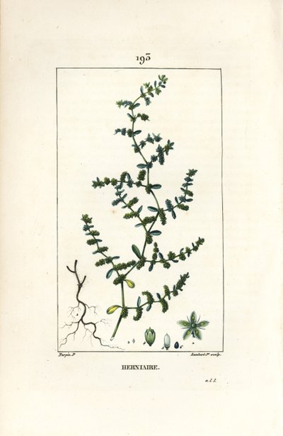 Herniary glabrous oder Turquette - Bruchkraut, Herniaria glabra von Pierre Jean Francois Turpin