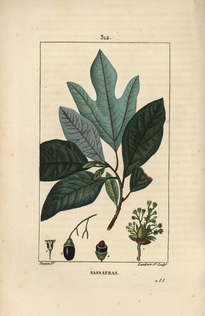 Irokesenlorbeer - Weißer Sassafrasbaum, Sassafras albidum, mit Blüte, Blatt, Frucht und Samen. Handkolorierter Kupferstich von Lambert Junior nach einer Zeichnung von Pierre Jean-François Turpin aus Chaumeton, Poiret und Chamberet