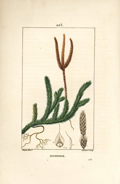 Keulen-Bärlapp - Gemeiner Bärlapp, Lycopodium clavatum von Pierre Jean Francois Turpin