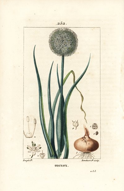 Zwiebel - Zwiebel, Allium cepa, mit Blume, Blatt, Zwiebel und Wurzeln von Pierre Jean Francois Turpin