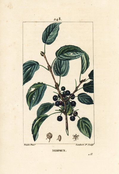 Abführender Faulbaum, Cathartischer Faulbaum oder Offizineller Faulbaum - Purgier-Faulbaum, Rhamnus cathartica. Handkolorierte Punktkupferstich von Lambert Junior nach einer Zeichnung von Pierre Jean-Francois Turpin aus Chaumeton, Poiret und Chamberet