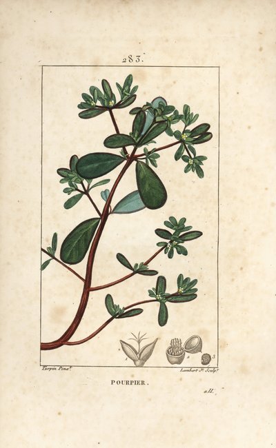 Portulak, Porculaca oleracea, mit Blatt, Stiel und Blüte. Handkolorierte Kupferstichgravur von Lambert Junior nach einer Zeichnung von Pierre Jean-Francois Turpin aus Chaumeton, Poiret und Chamberet