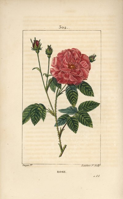 Rose de France oder Rose de Provins - Rosa gallica, mit Knospe, Blüte, Blatt und dornigem Stängel von Pierre Jean Francois Turpin