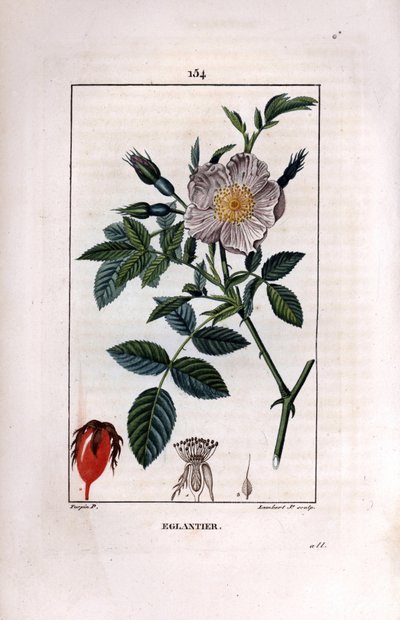 Hagebuttenzweig mit Beere und Rose von Pierre Jean Francois Turpin