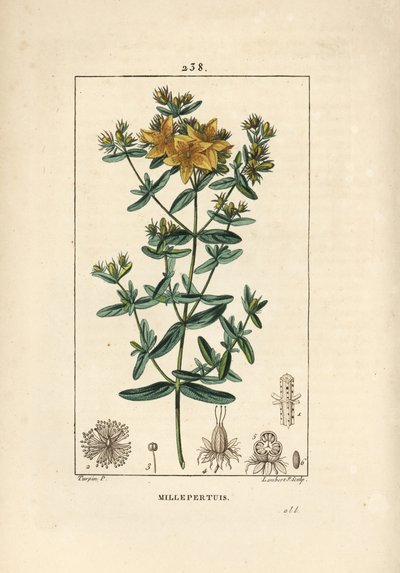 Johanniskraut - Echtes Johanniskraut, Hypericum perforatum von Pierre Jean Francois Turpin