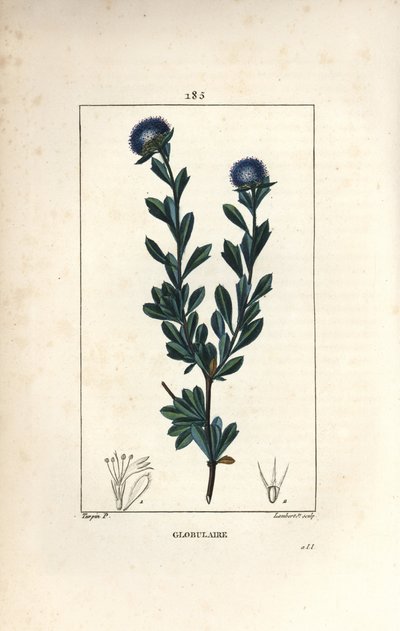Verschiedene Kugelblumen - Dreizahn-Kugelblume, Globularia fruticosa von Pierre Jean Francois Turpin