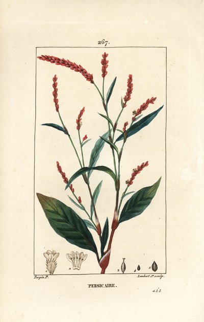Wasserpfeffer, Persicaria hydropiper (Polygonum hydropiper), mit Blume, Stängel und Blatt. Handkolorierter Kupferstich von Lambert Junior nach einer Zeichnung von Pierre Jean-Francois Turpin aus Chaumeton, Poiret und Chamberet
