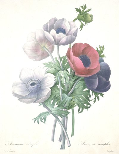 Anemone simple, Anemone simplex, graviert von François Langlois, aus Choix des Plus Belle Fleurs et des Plus Beaux Fruits von Pierre Joseph (after) Redoute