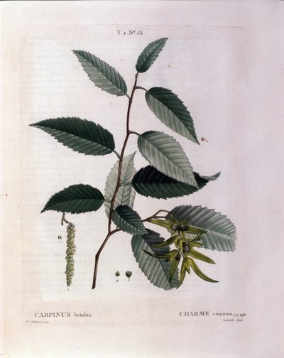 Botanik: Zweig der Hainbuche. Tafel aus „Nouveau Duhamel du Monceau oder Abhandlung über Bäume und Sträucher, die in Frankreich kultiviert werden“ Aquarell von Pierre Joseph Redouté (1759-1840) 1819 von Pierre Joseph (after) Redoute