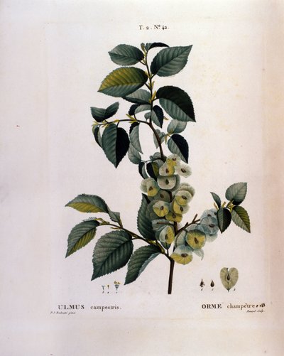 Botanik: Ulmenzweig. Tafel aus „Nouveau Duhamel du Monceau ou Traité des Arbres et Arbustes cultivés en France“. Aquarell von Pierre Joseph Redouté (1759-1840) 1819 von Pierre Joseph (after) Redoute