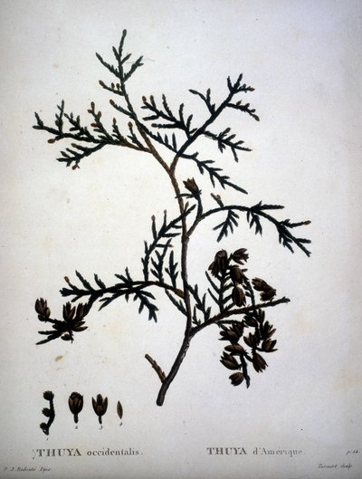 Thuja occidentalis oder Thuja d