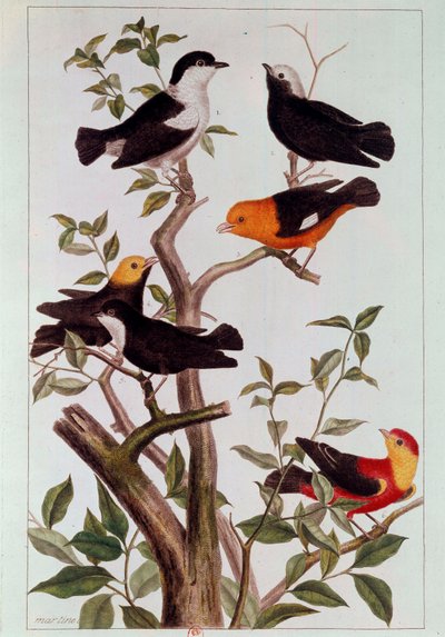 Vögel auf Zweigen. Lithografie von Pierre Joseph (18. Jahrhundert) Paris, B.N. von Pierre Joseph Buchoz