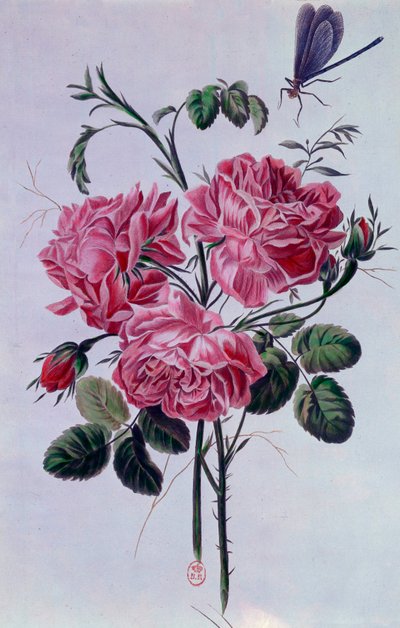 Pfingstrosenstrauß Lithographie von Pierre Joseph von Pierre Joseph Buchoz