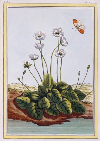 Parnassgras von Pierre Joseph Buchoz