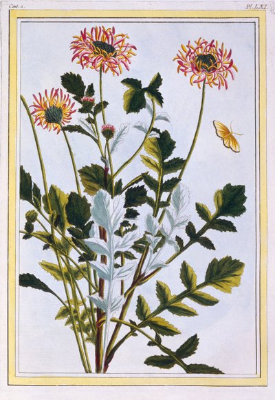 Äthiopische Arcotis (Afrikanische Lilie) von Pierre Joseph Buchoz