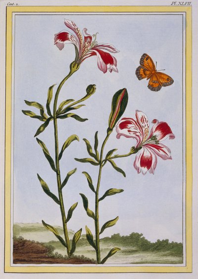 Die gefleckte Blume der Inkas Peruanische Lilie, veröffentlicht 1776 von Pierre Joseph Buchoz