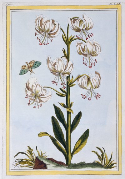 Le Martagan Blanc von Pierre Joseph Buchoz