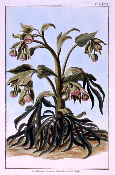 Stinkende Nieswurz von Pierre Joseph Buchoz
