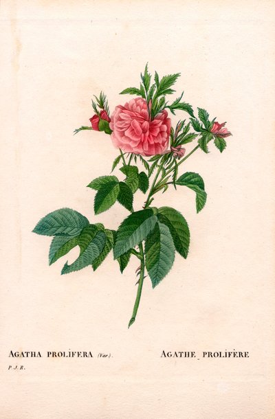 Agatha prolifere Rose, Rosa gallica Sorte. Handkolorierter Kupferstich aus Pierre Joseph Redoutés „Les Roses“, Paris von Pierre Joseph Redouté