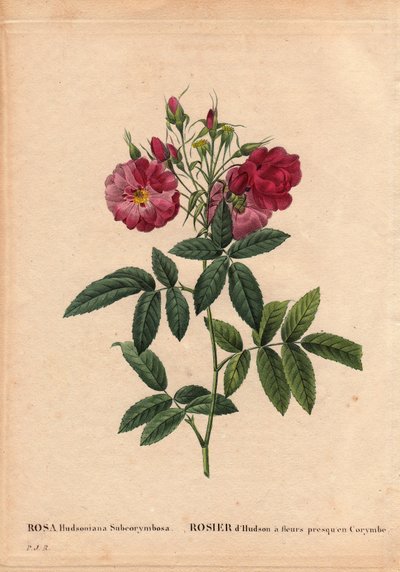 Botanische Tafel, Blume, Rosenvarietät: Hudson-Rose, aus Les Roses, Band 2 von Pierre Joseph Redoute von Pierre Joseph Redouté